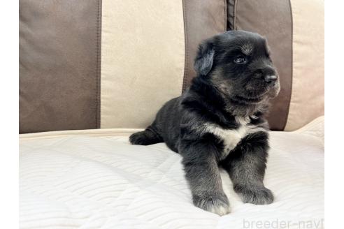 成約済の三重県のミックス犬-375304の11枚目