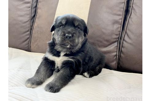 成約済の三重県のミックス犬-375304の10枚目