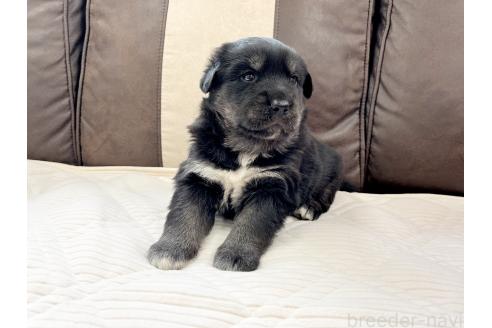 成約済の三重県のミックス犬-375304の9枚目