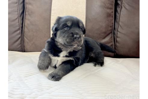 成約済の三重県のミックス犬-375304の7枚目