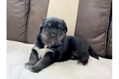 成約済の三重県のミックス犬-375304の6枚目