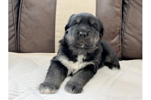成約済の三重県のミックス犬-375304の5枚目