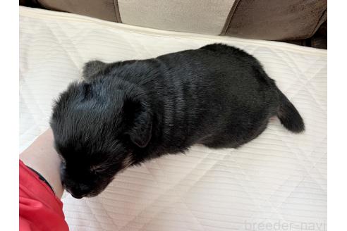 成約済の三重県のミックス犬-375304の2枚目