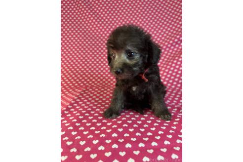 販売中の北海道のミックス犬-375308の4枚目