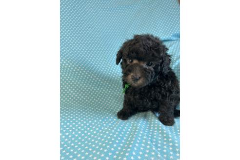販売中の北海道のミックス犬-375313