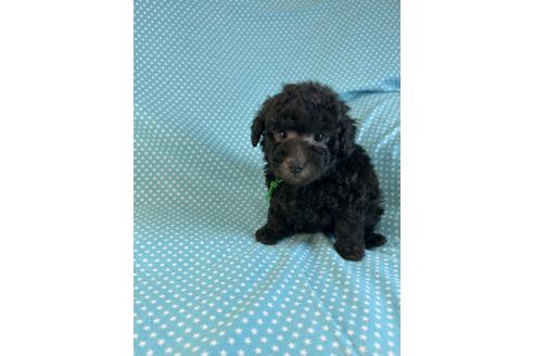 販売中の北海道のミックス犬-375313の4枚目