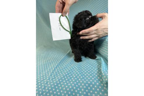 販売中の北海道のミックス犬-375313の3枚目