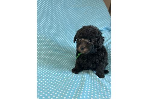 販売中の北海道のミックス犬-375313の2枚目