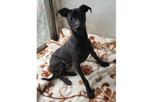 成約済の岐阜県のミックス犬-374589