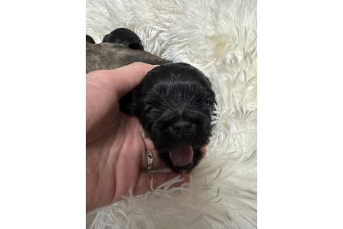 成約済の埼玉県のミックス犬-375362の2枚目