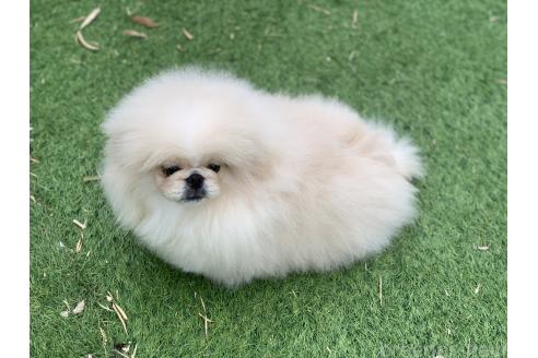 成約済の大分県のペキニーズ-357610の6枚目