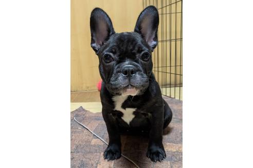 成約済の愛媛県のフレンチブルドッグ-365108の34枚目