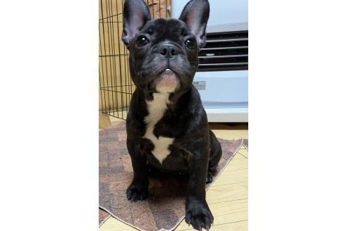 成約済の愛媛県のフレンチブルドッグ-365108の33枚目