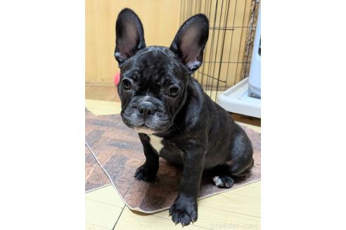成約済の愛媛県のフレンチブルドッグ-365108の31枚目