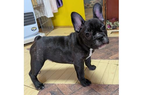 成約済の愛媛県のフレンチブルドッグ-365108の32枚目