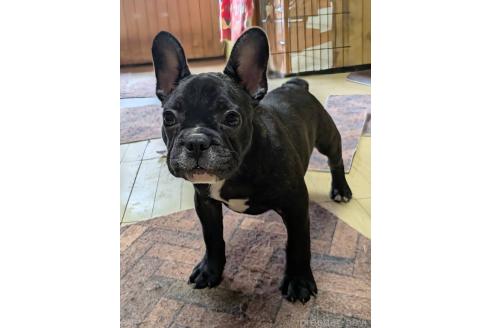 成約済の愛媛県のフレンチブルドッグ-365108の30枚目