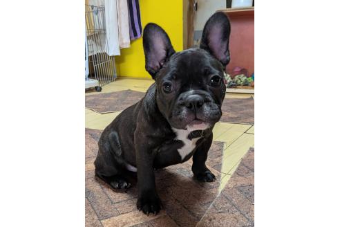 成約済の愛媛県のフレンチブルドッグ-365108の29枚目