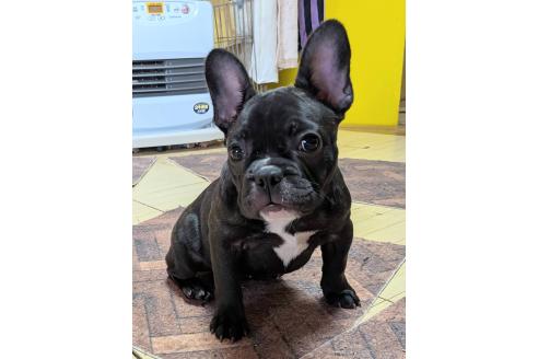 成約済の愛媛県のフレンチブルドッグ-365108の28枚目