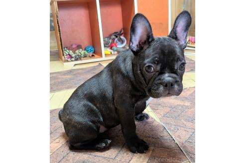 成約済の愛媛県のフレンチブルドッグ-365108の27枚目