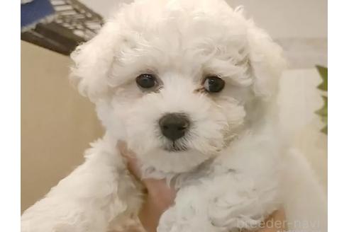 成約済の愛知県のビションフリーゼ-375389の8枚目