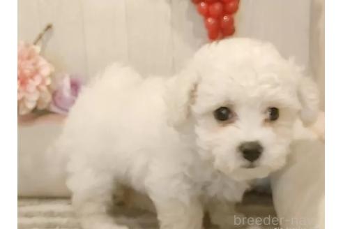 成約済の愛知県のビションフリーゼ-375389の7枚目