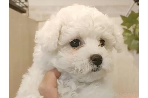 成約済の愛知県のビションフリーゼ-375389の5枚目