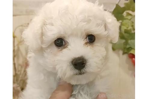 成約済の愛知県のビションフリーゼ-375389の4枚目