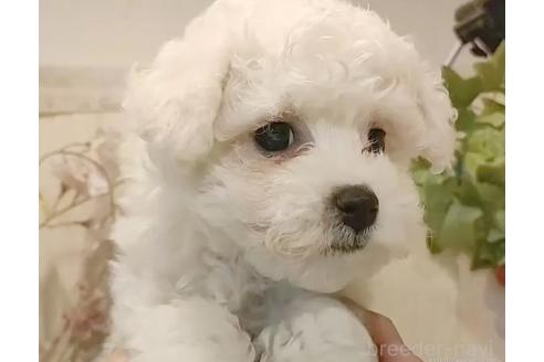 成約済の愛知県のビションフリーゼ-375389の3枚目