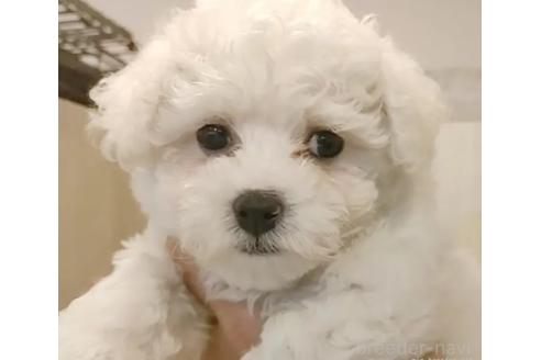 成約済の愛知県のビションフリーゼ-375389の2枚目