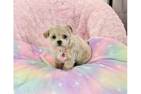 成約済の沖縄県のチワプー:チワワ×トイプードル-375042の4枚目