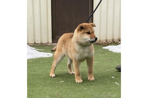 成約済の長野県の柴犬-356539の4枚目