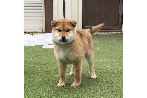 成約済の長野県の柴犬-356539の3枚目