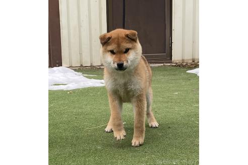 成約済の長野県の柴犬-356539の2枚目