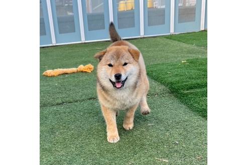 成約済の長野県の柴犬-369847の2枚目