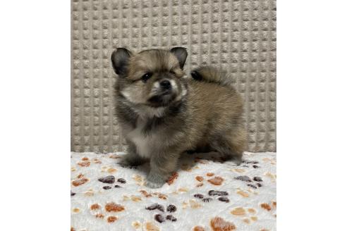 成約済の大阪府のポメチワ:ポメラニアン×チワワ-371912の3枚目