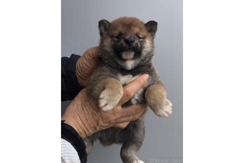 成約済の福岡県の豆柴-375433の3枚目