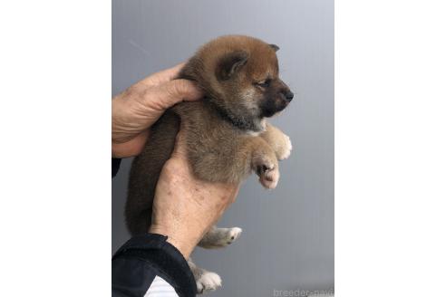 成約済の福岡県の豆柴-375433の2枚目