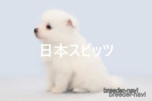 成約済の神奈川県の日本スピッツ-375383の1枚目