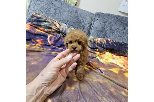 成約済の埼玉県のティーカッププードル-375235の9枚目