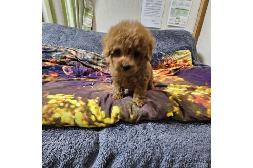 成約済の埼玉県のティーカッププードル-375235の4枚目