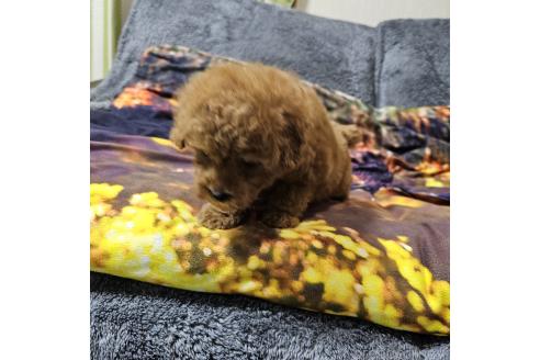 成約済の埼玉県のティーカッププードル-375235の3枚目