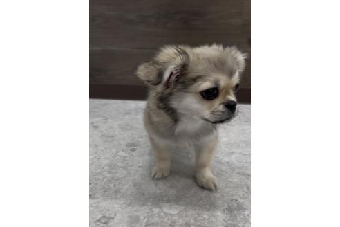 成約済の福岡県のミックス犬-365539の6枚目