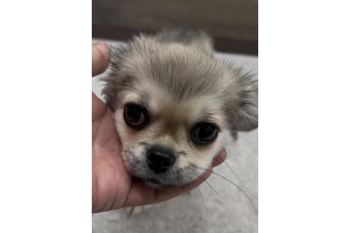 成約済の福岡県のミックス犬-365539の5枚目