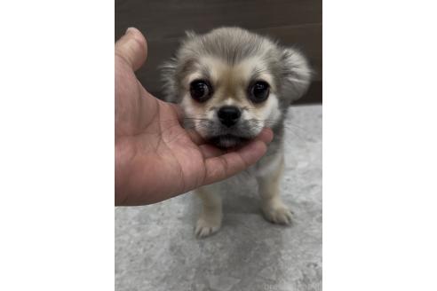成約済の福岡県のミックス犬-365539の4枚目
