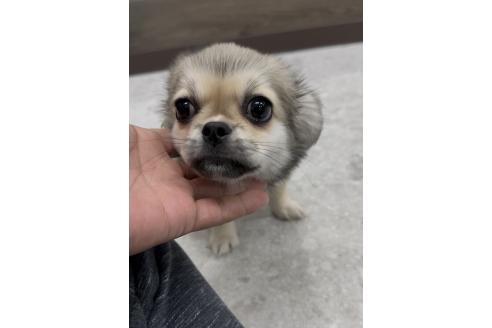 成約済の福岡県のミックス犬-365539の2枚目