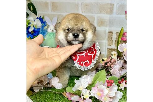 成約済の愛知県の豆柴-372751の8枚目