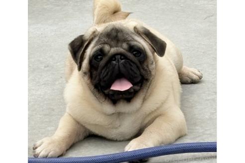はまぐりくん1枚目