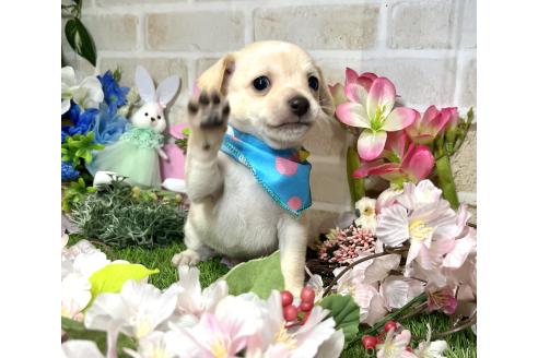 成約済の愛知県のミックス犬-371156の8枚目
