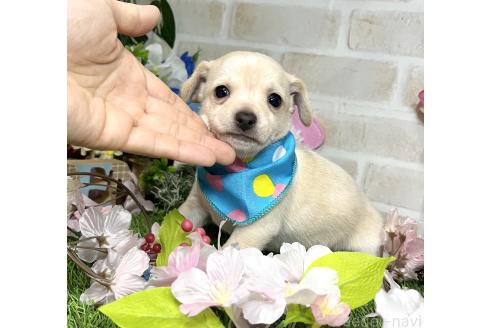 成約済の愛知県のミックス犬-371156の7枚目