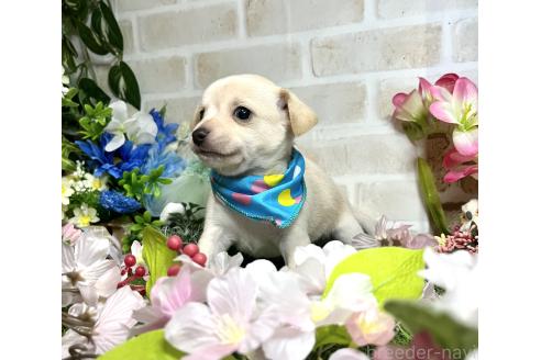 成約済の愛知県のミックス犬-371156の5枚目